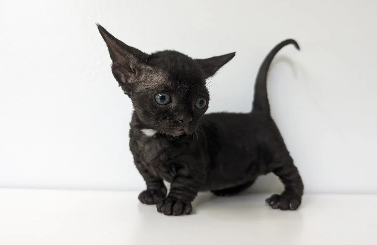 Small black kitten with large ears and bright blue eyes on a white background. Its curious expression adds a playful tone to the scene.