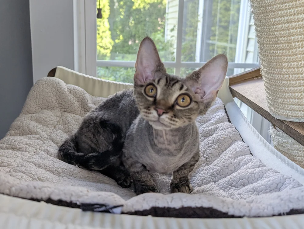 Small cat with large ears and wide eyes sits on a soft, cushioned bed by a sunny window. The atmosphere is calm and curious.