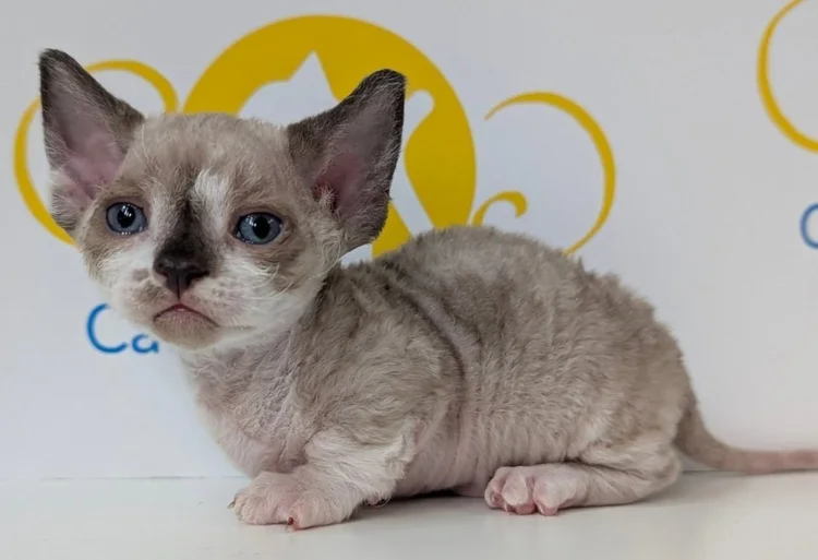 A small, curly-haired kitten with large ears and blue eyes sits on a white surface. The kitten appears curious, with a subtle, calm expression. In the background, there's a yellow circular design featuring a cat silhouette.