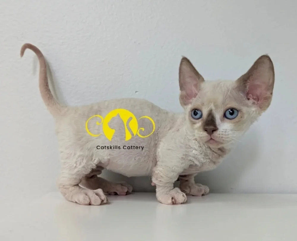 Curly-haired kitten with large ears and blue eyes, standing against a white background, exuding curiosity. Overlay text: "Catskills Cattery" with a yellow cat silhouette logo.