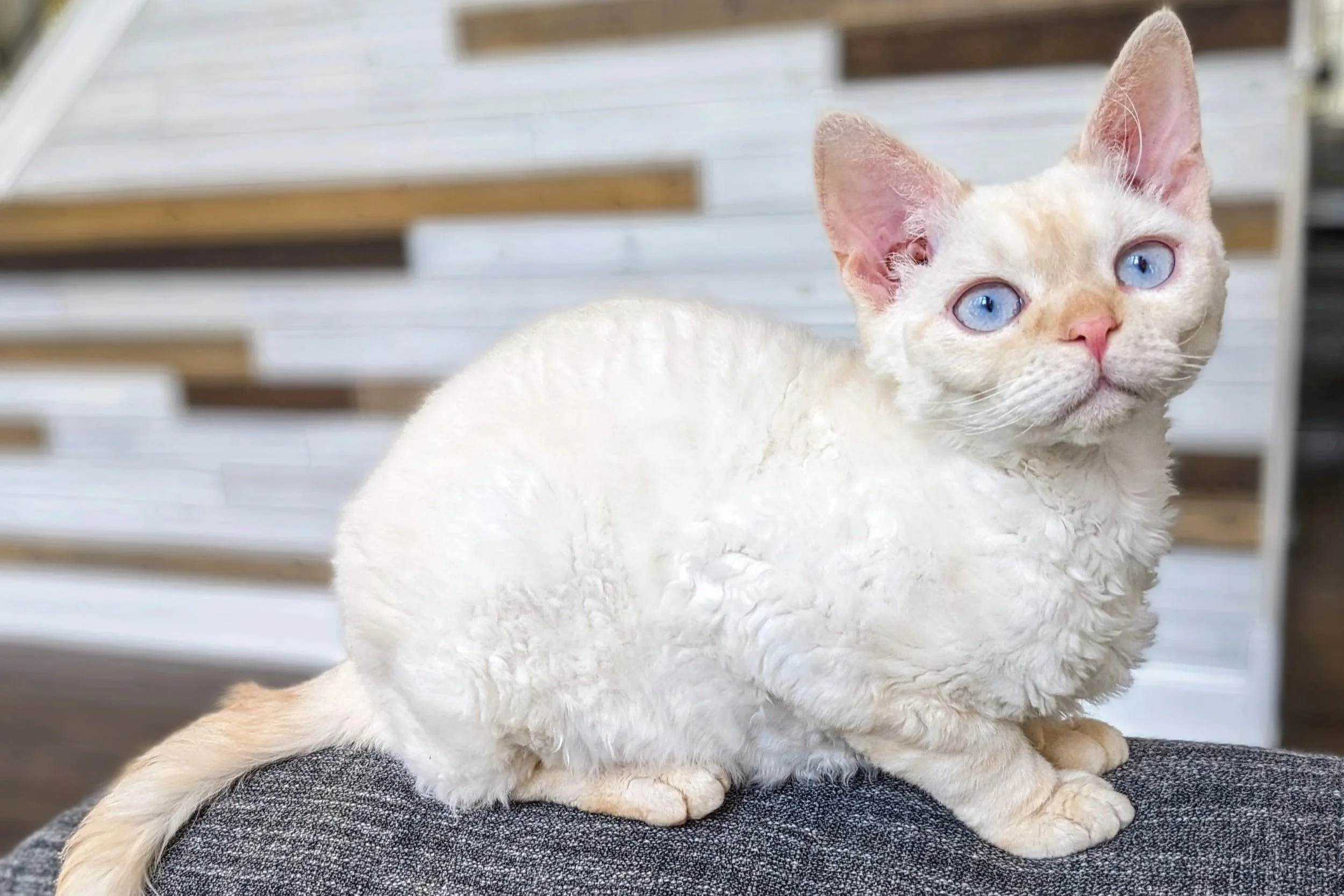 White cat with blue eyes and curled fur sits atop a gray couch against a blurred wooden staircase background, exuding a curious and serene vibe.
