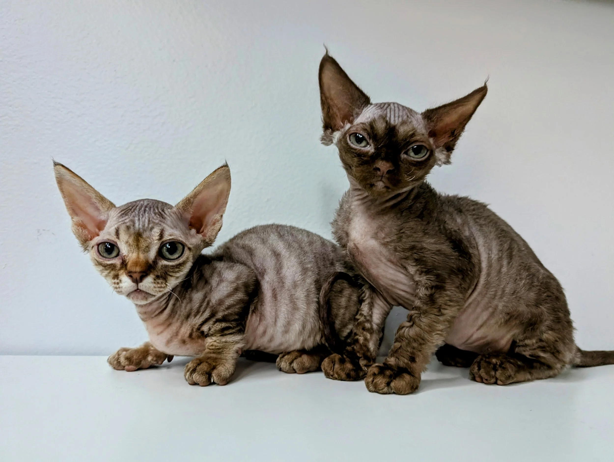 Two Sphynx kittens with wrinkled, hairless skin and large ears sit side by side on a white surface, exuding a curious and alert demeanor.
