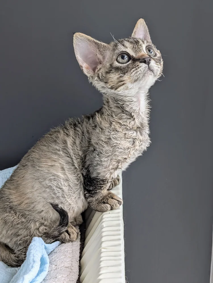 Curly-haired kitten gazes upwards with curiosity, perched on a radiator beside soft blankets. The setting is cozy, against a dark gray background.