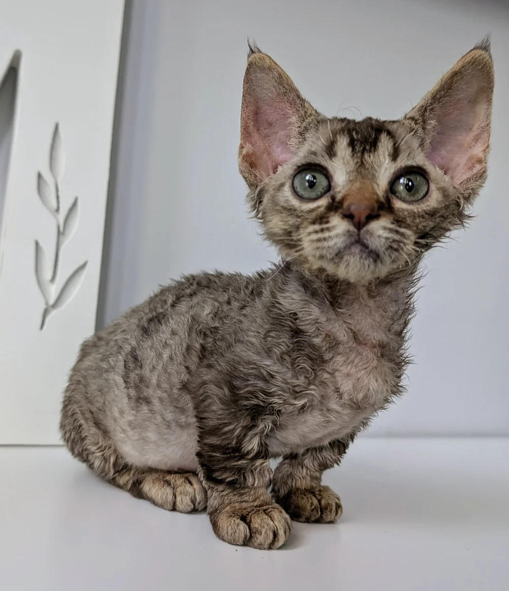 Curly-haired kitten with large ears and bright eyes sits on a white surface, looking curiously at the camera, conveying a sense of playfulness.