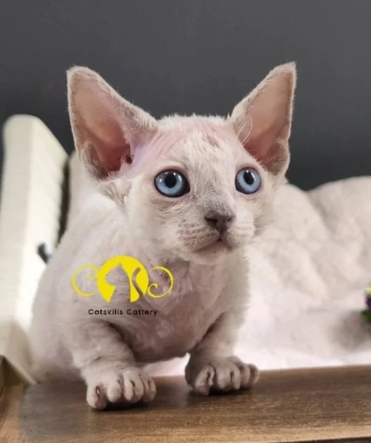 A fluffy kitten with striking blue eyes and large, pointy ears sits attentively. Its fur is light, almost white. The tone is curious and endearing.