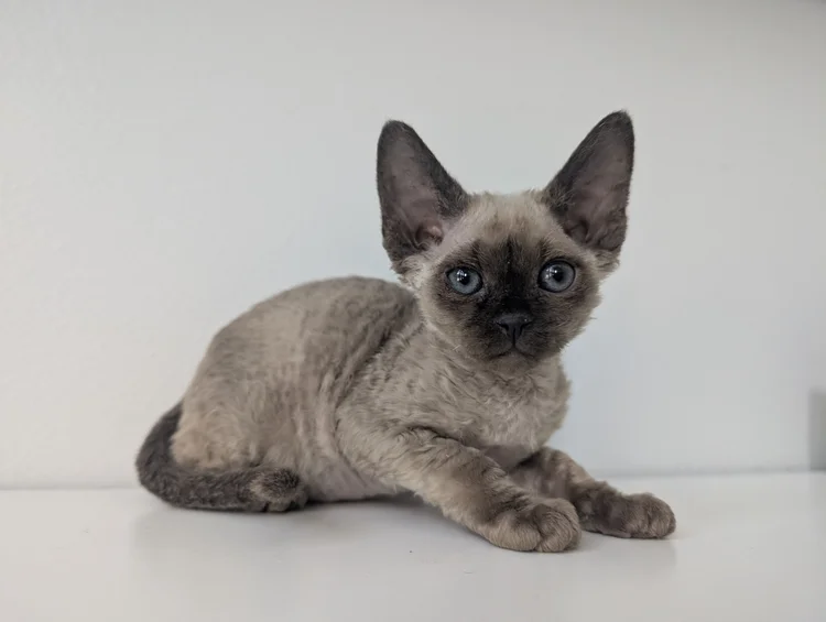 A small, fluffy kitten with large ears and striking blue eyes is resting on a white surface against a plain background. The kitten looks curious.
