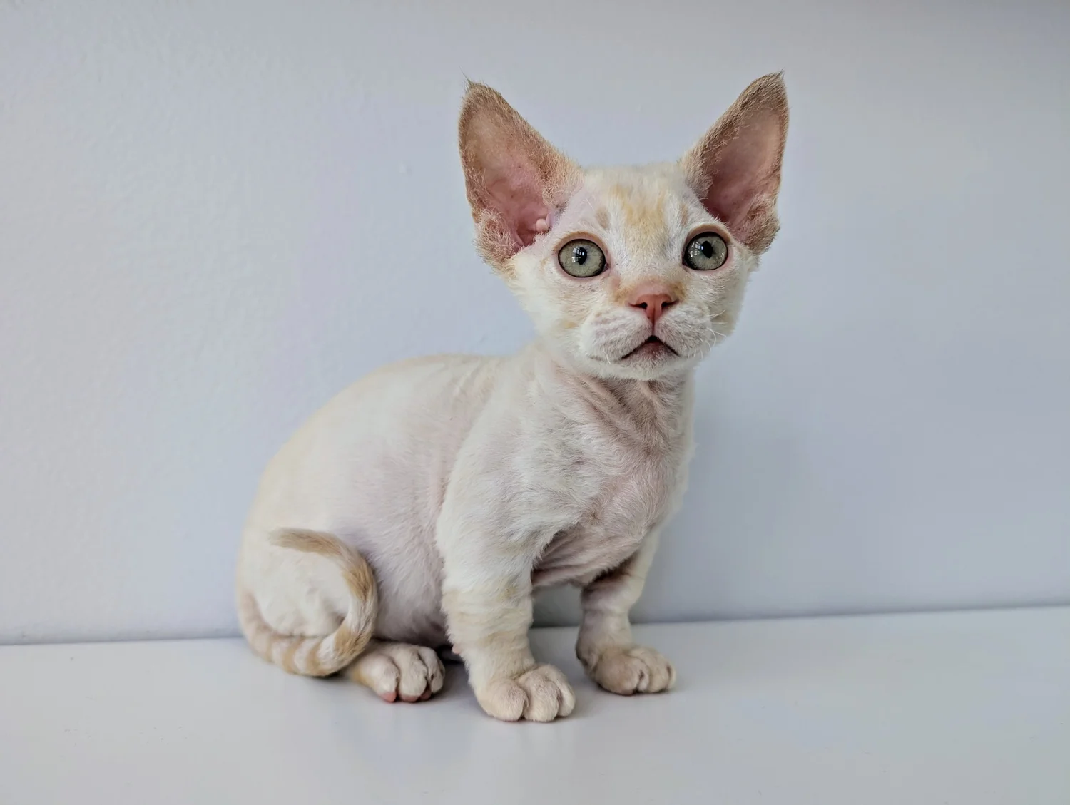 A small, pale Devon Rex kitten with large ears and wide green eyes sits on a white surface against a light background, conveying curiosity.