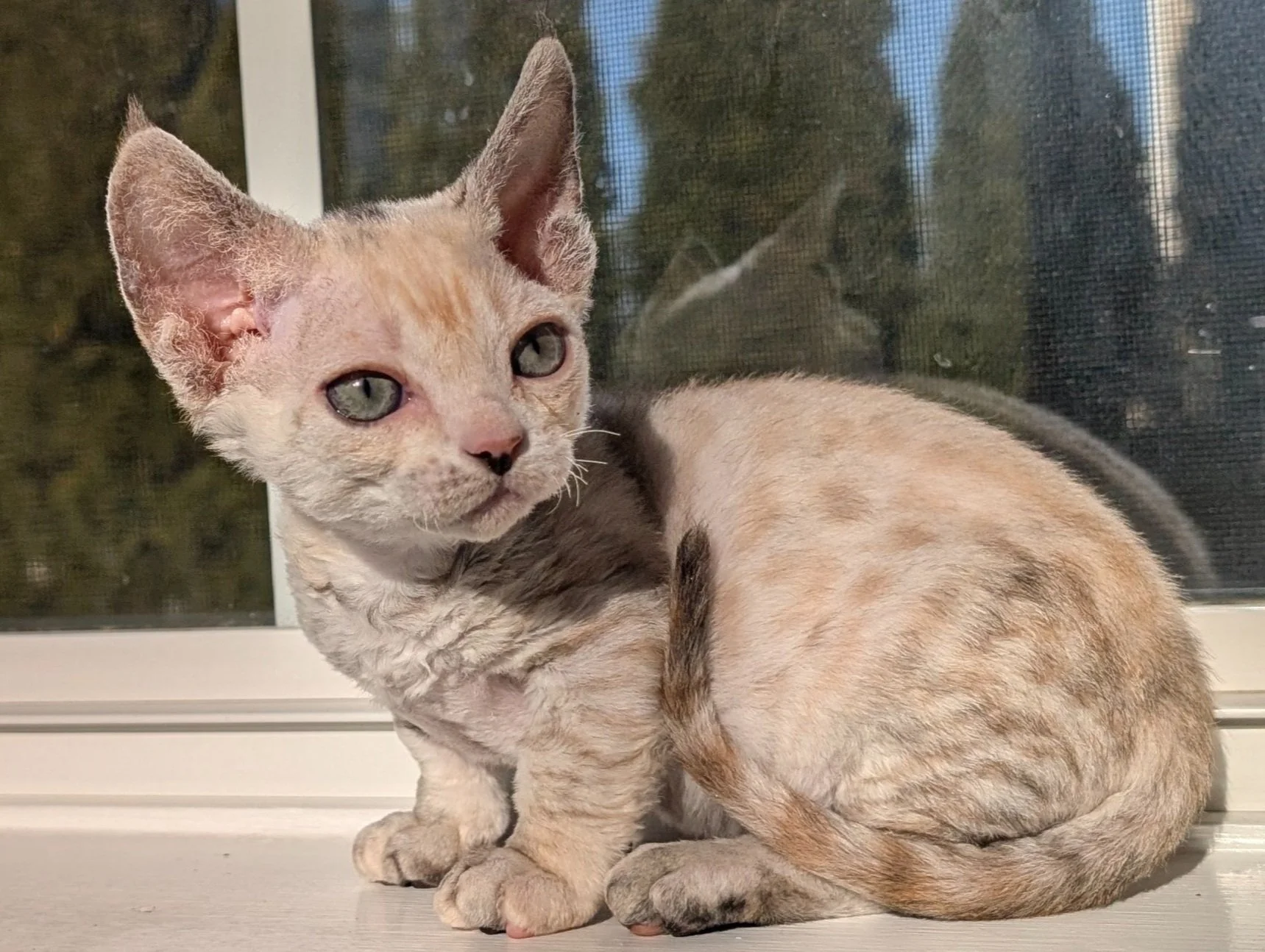 Curly-haired cat with large ears and light, speckled fur sits by a window, bathed in soft sunlight. Its calm gaze and reflection create a serene mood.