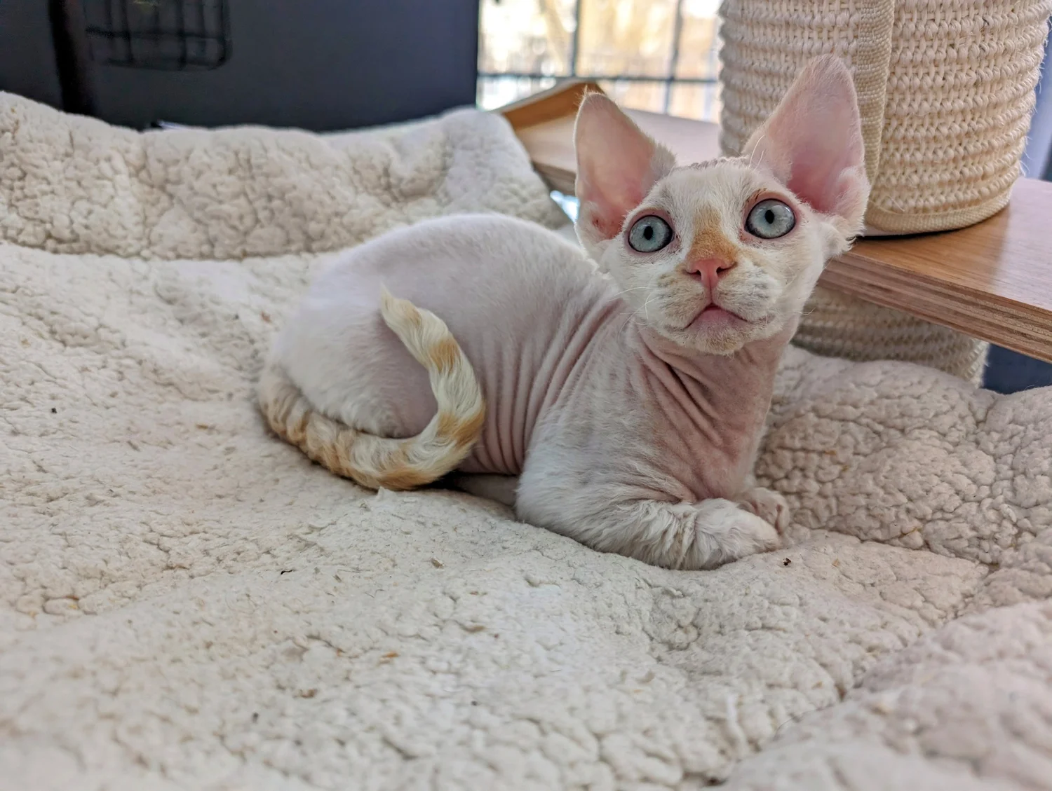 A small, hairless kitten with large blue eyes and wrinkled skin sits on a soft, cream-colored blanket, exuding curiosity and alertness.