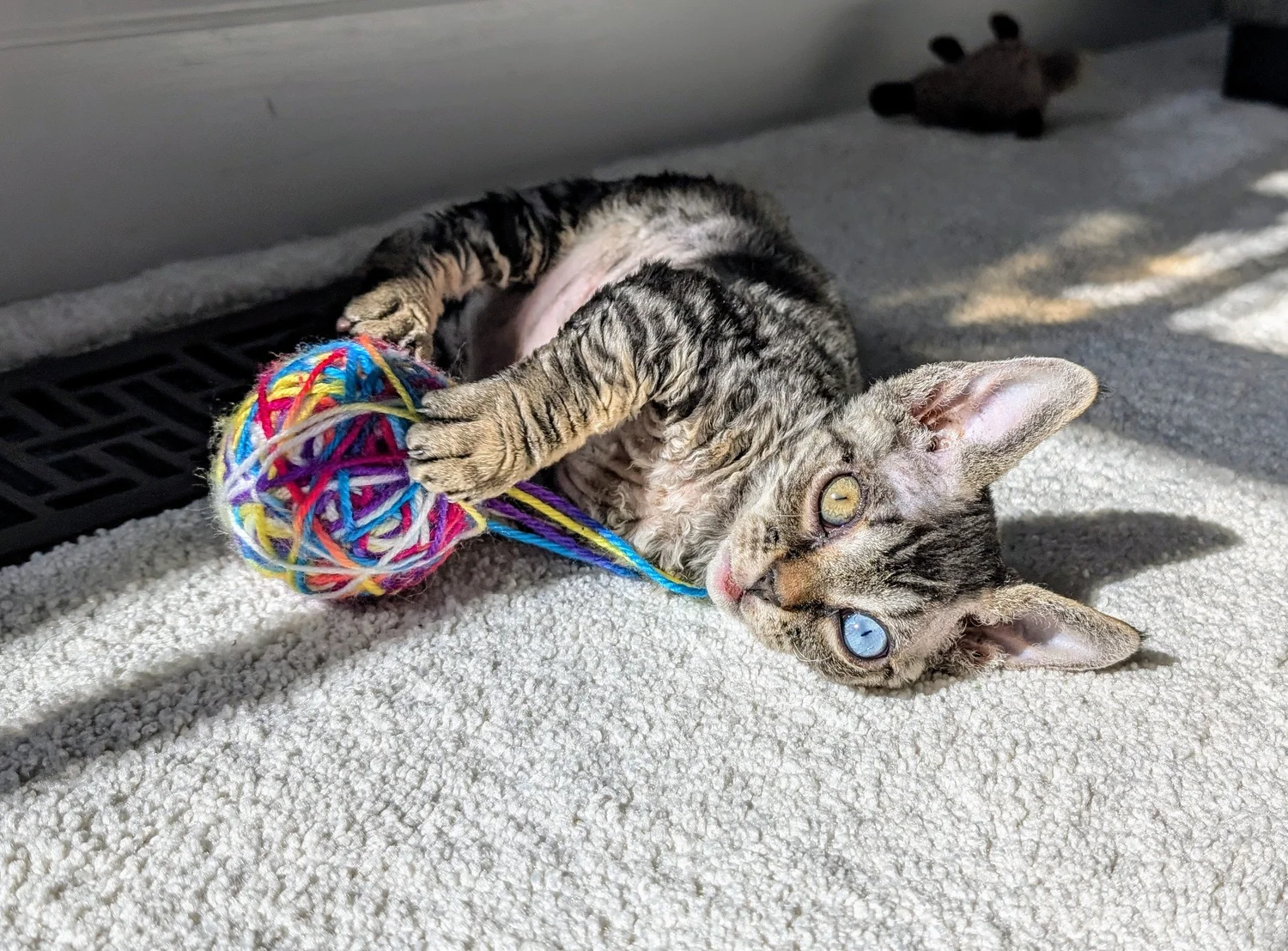 A tabby cat with heterochromia lies on a sunlit carpet, playfully grasping a colorful yarn ball. The scene conveys a sense of warmth and playfulness.