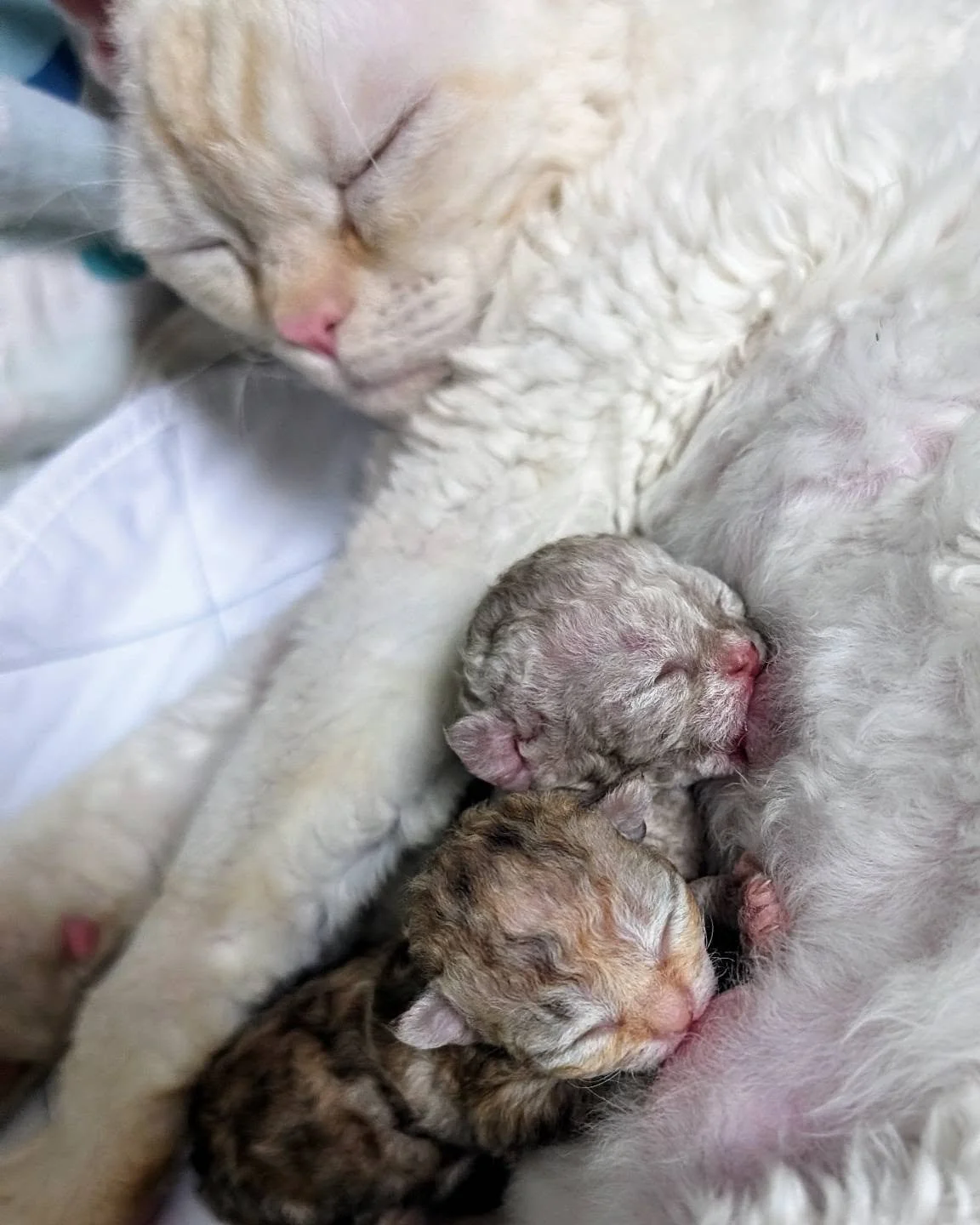 A serene white cat sleeps with two tiny, newborn kittens nestled against it, conveying warmth and tenderness. The kittens have closed eyes and fuzzy fur.