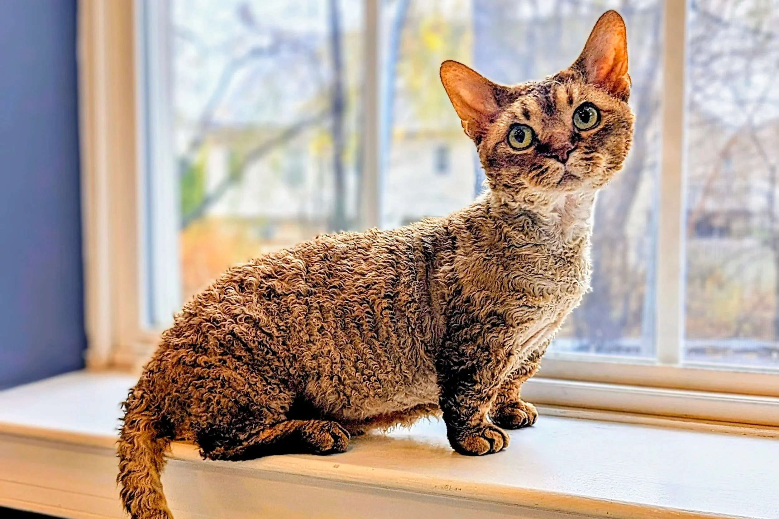 A curly-haired cat with large, curious eyes sits on a windowsill. Sunlight streams through the window, highlighting the cat's textured fur and alert expression.