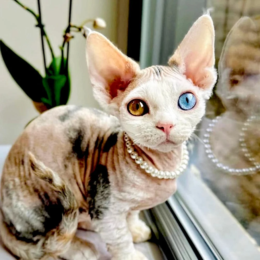 A hairless cat with heterochromia, one blue eye and one amber eye, wears a pearl necklace. The cat is by a window, conveying elegance and curiosity.
