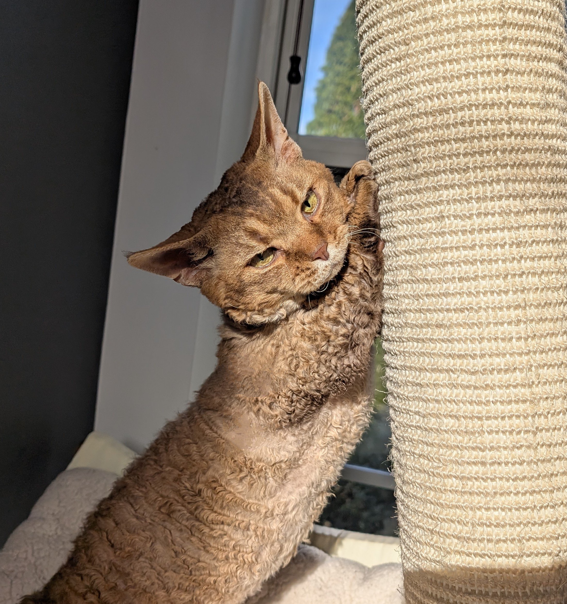 Minskin Cats — Cat Skills Cattery