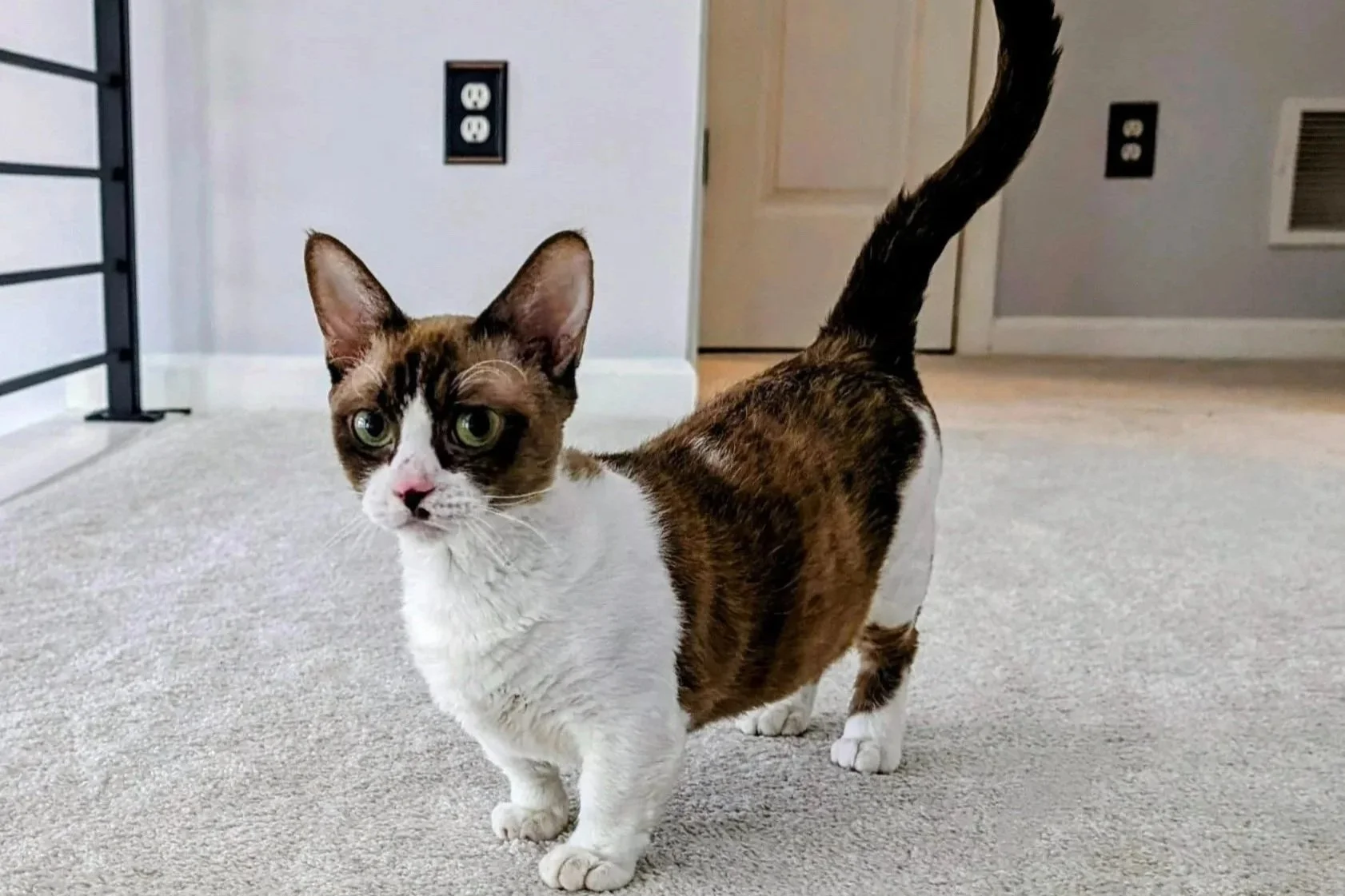 A small brown and white cat with large ears and big green eyes stands alert on a beige carpet, with its tail raised and a curious expression.