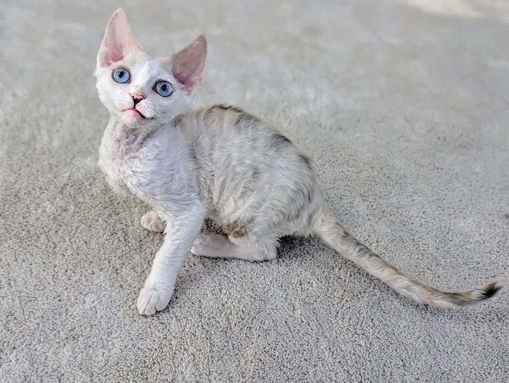 A fluffy kitten with curly fur and striking blue eyes sits on a beige carpet. The kitten looks upward with a curious and playful expression.