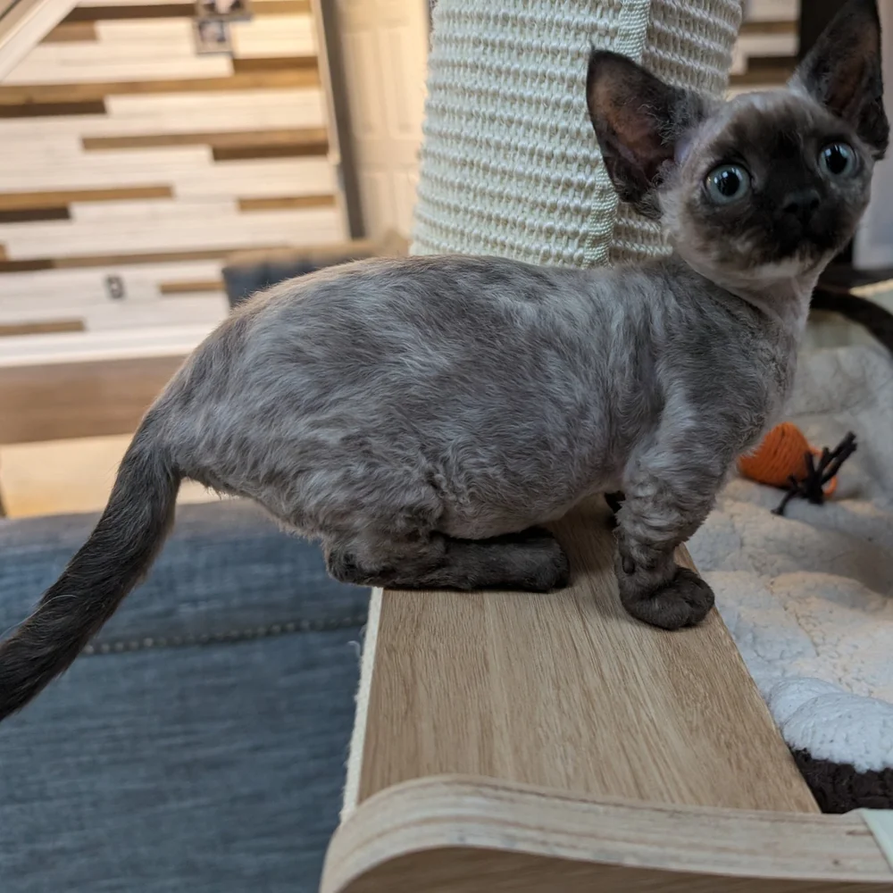 A small Siamese kitten with blue eyes standing on a wooden surface, looking directly at the camera.