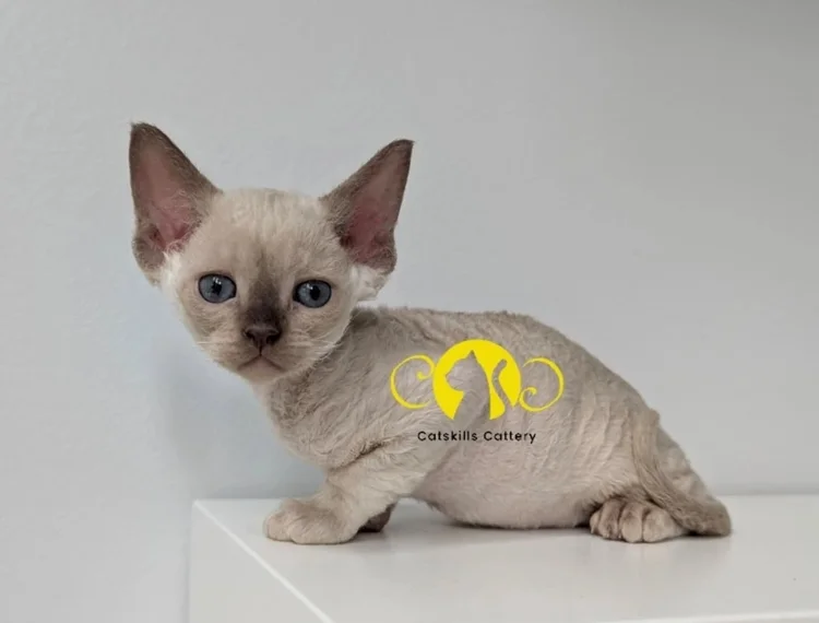 A small, cream-colored kitten with blue eyes sits on a white surface, facing the camera. Its large ears are alert. A yellow logo with "Catskills Cattery" is overlaid.