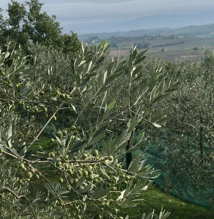Another olive harvest wrapped up 💚
A time of community, hard work, polyphenols &mdash; and a big celebration for all of us. Grateful for another season of bright, fragrant oil. PRE-ORDERS are open.
.
.
.
#oliveharvest #olionuovo #extravirginoliveoil