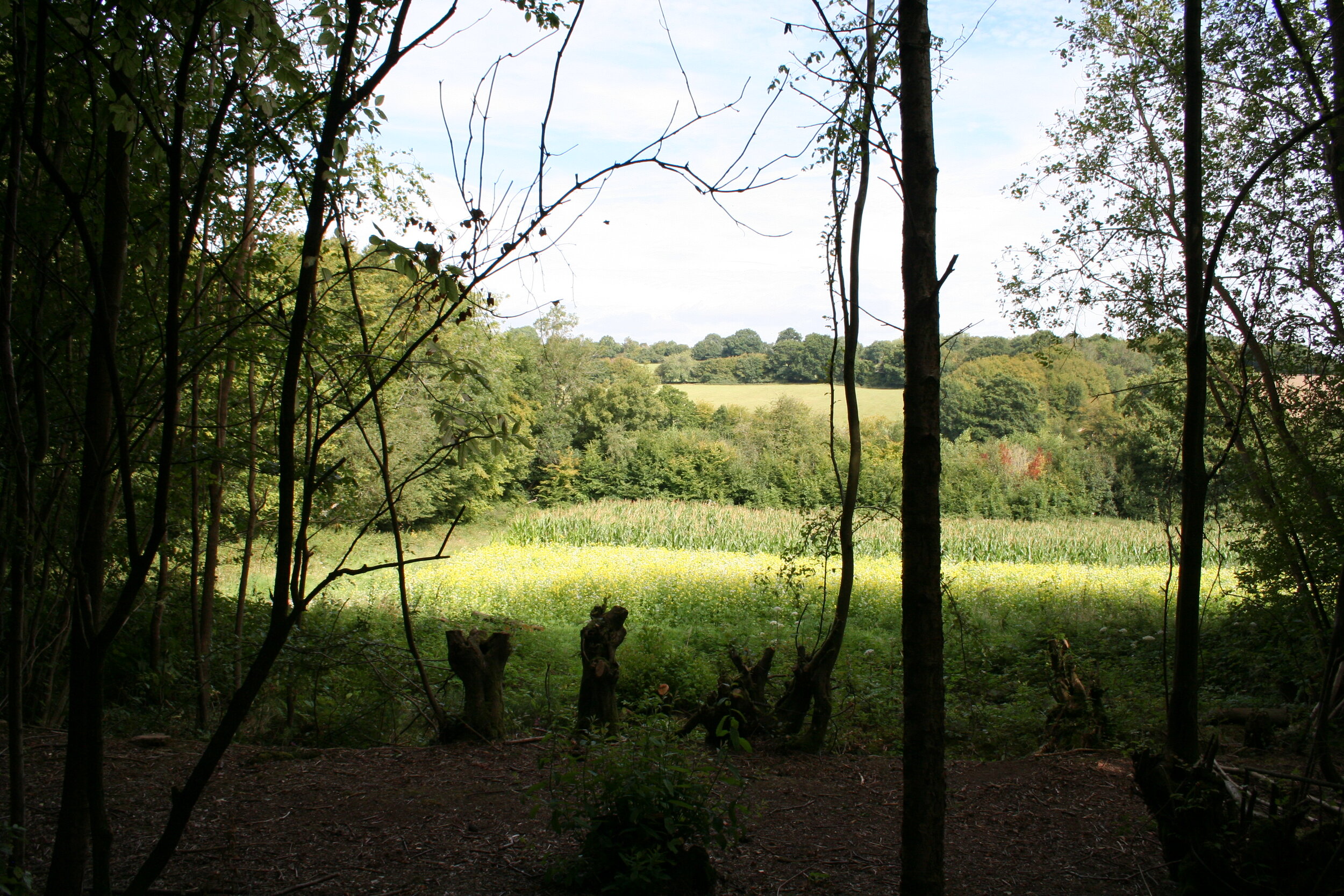 View from woodland.JPG