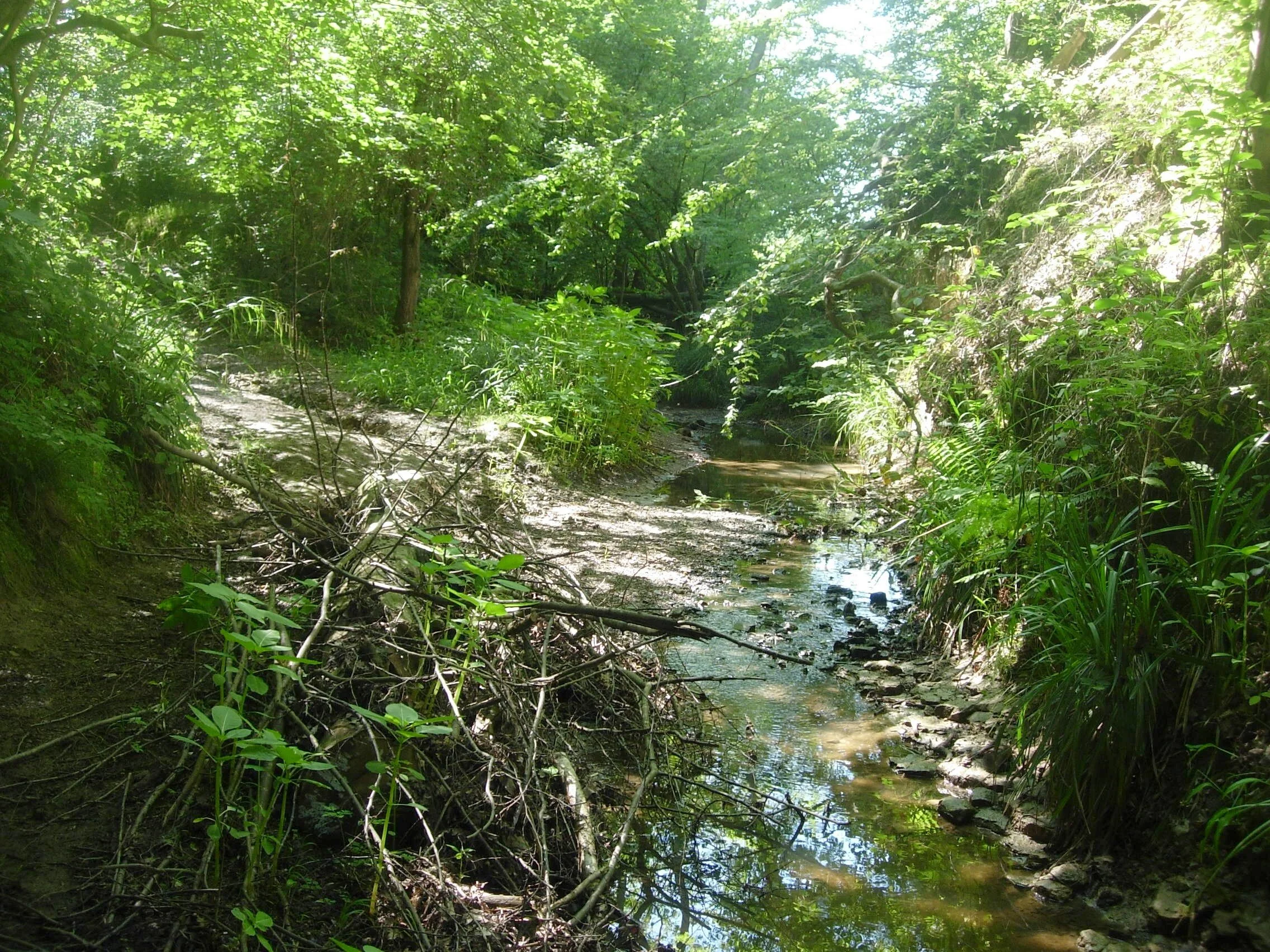 glottenhamstream3.JPG