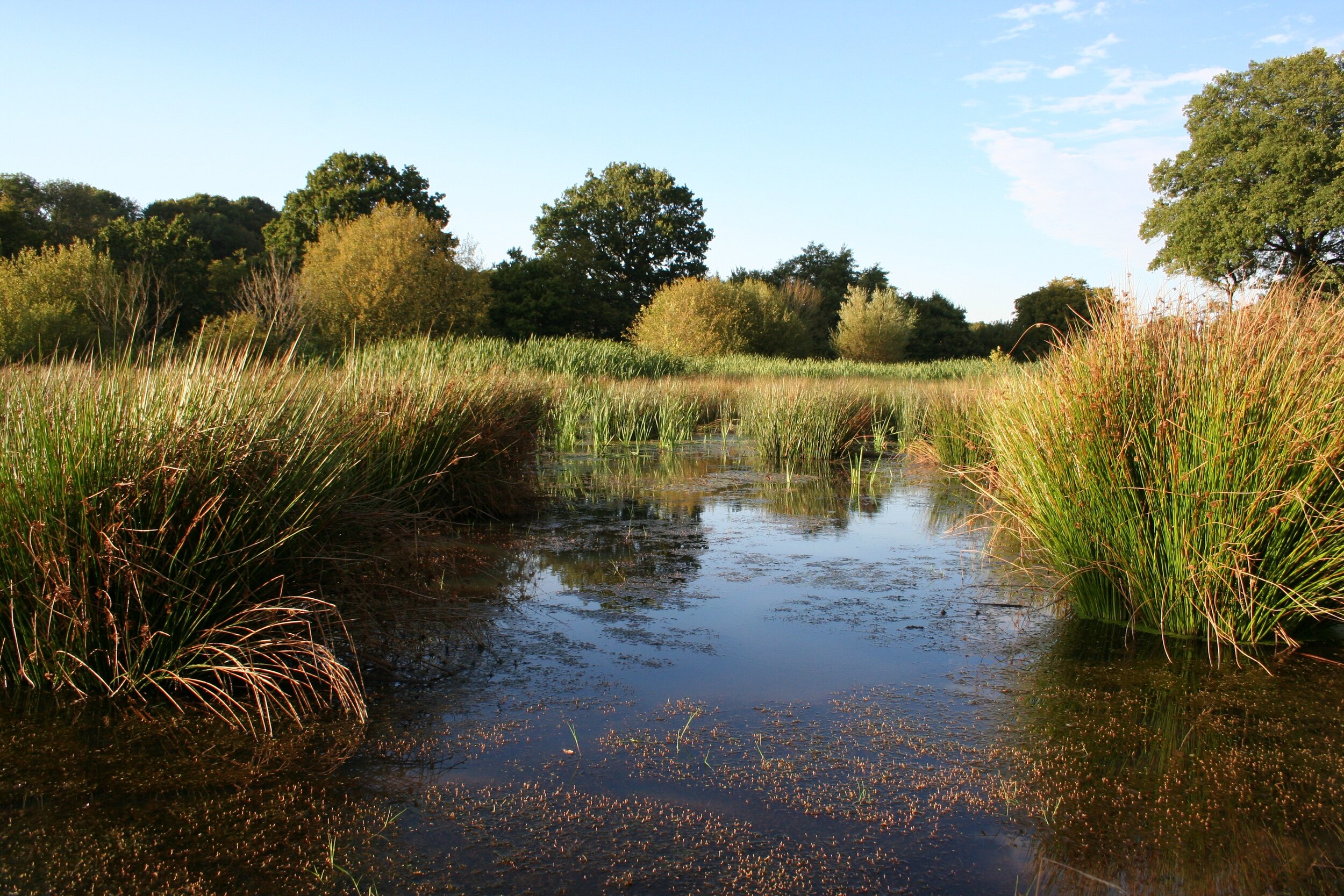 Wetlandscloseup.JPG