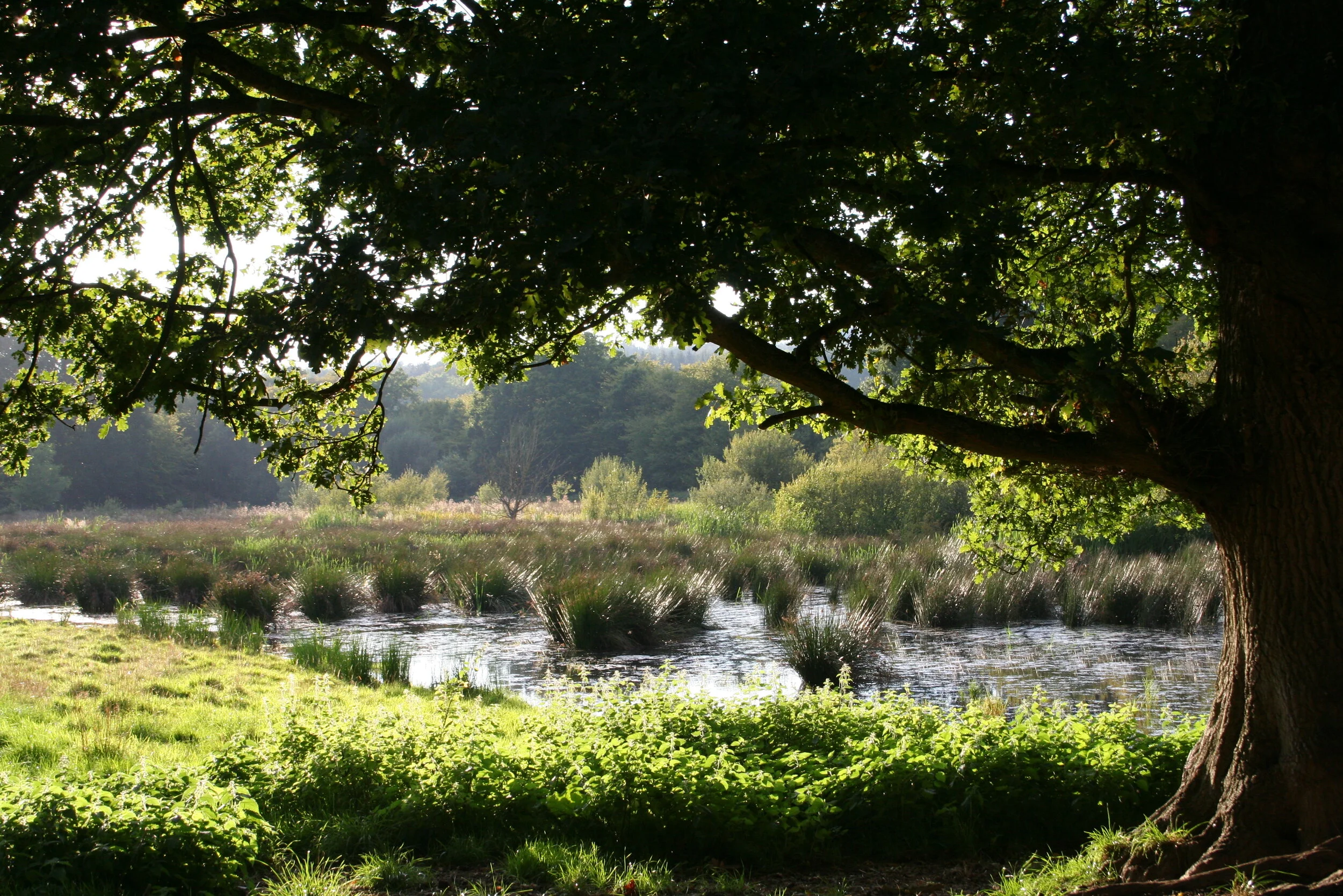 Wetlands and oak.JPG