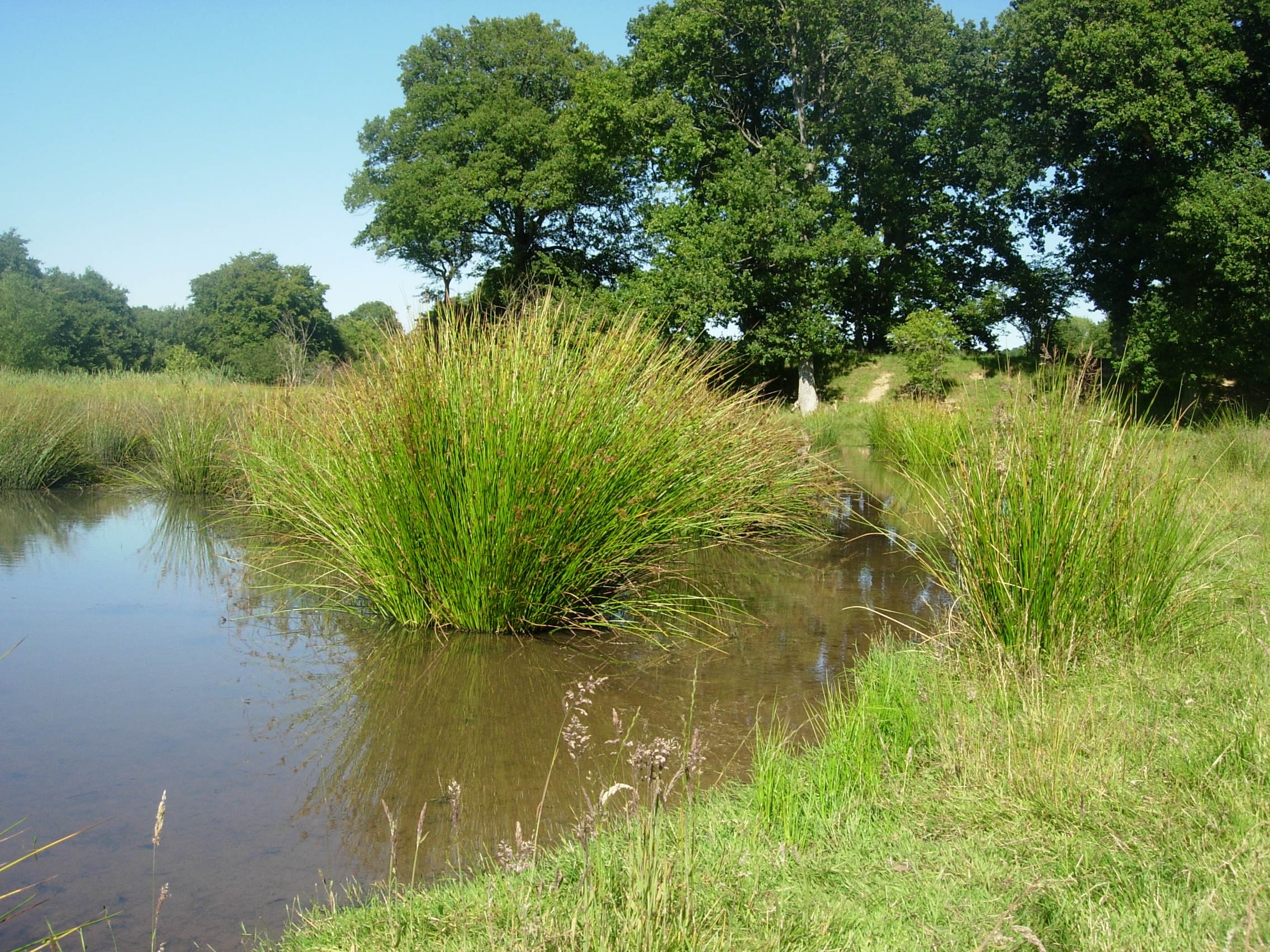 wetlands.JPG