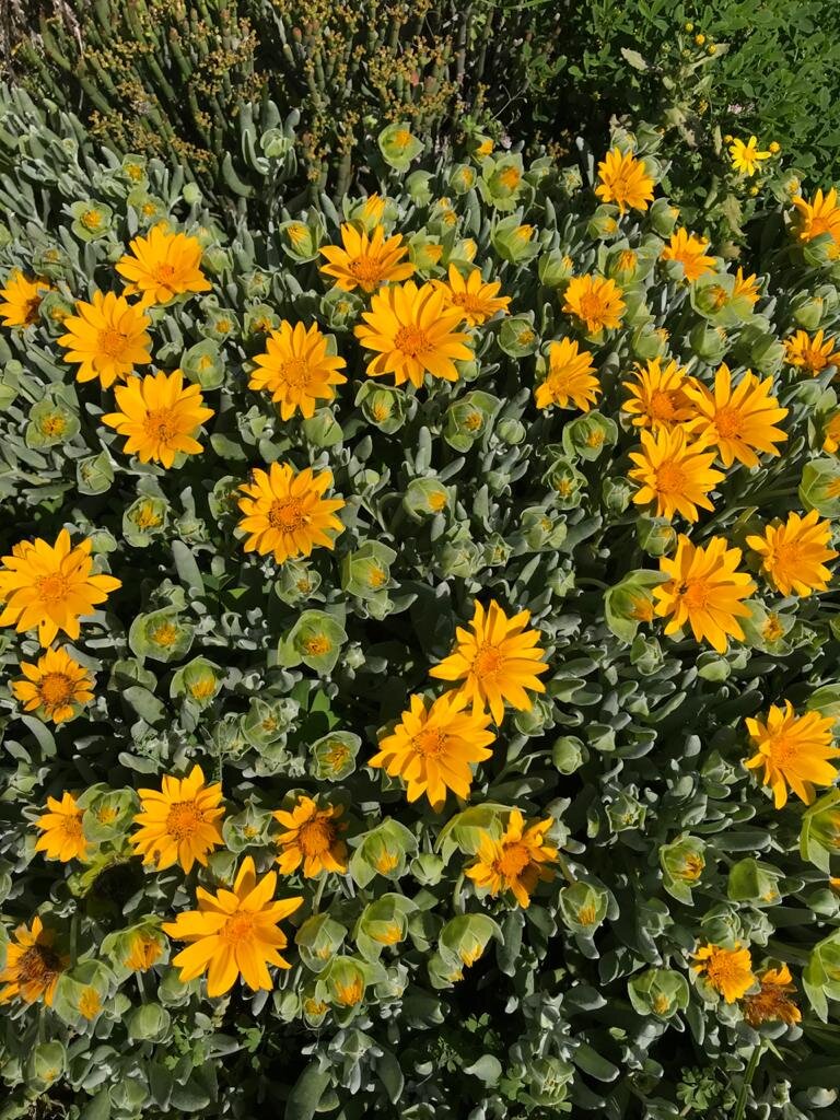 D-2020-015- Spring, Flowers, Fynbos, Springfontein Estate, Filming, Advertisement, Photo Shoot, Location.jpeg