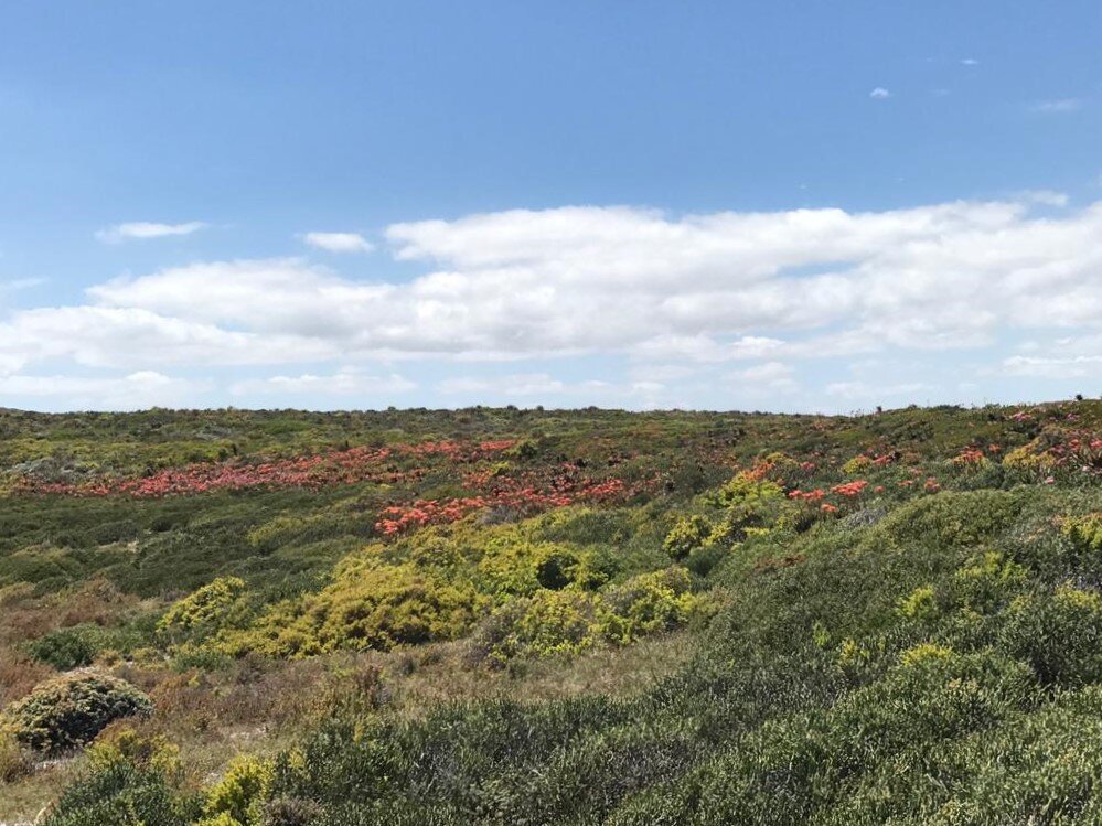 D-2020-082- Spring, Plants, Fynbos, Flowers, Springfontein Estate, Filming, Advertisement, Photo Shoot, Location.jpeg