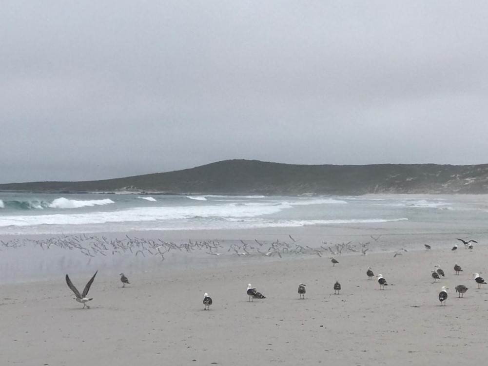 D-2020-077- Spring, Beach, Animals, Ocean, Springfontein Estate, Filming, Advertisement, Photo Shoot, Location.jpeg