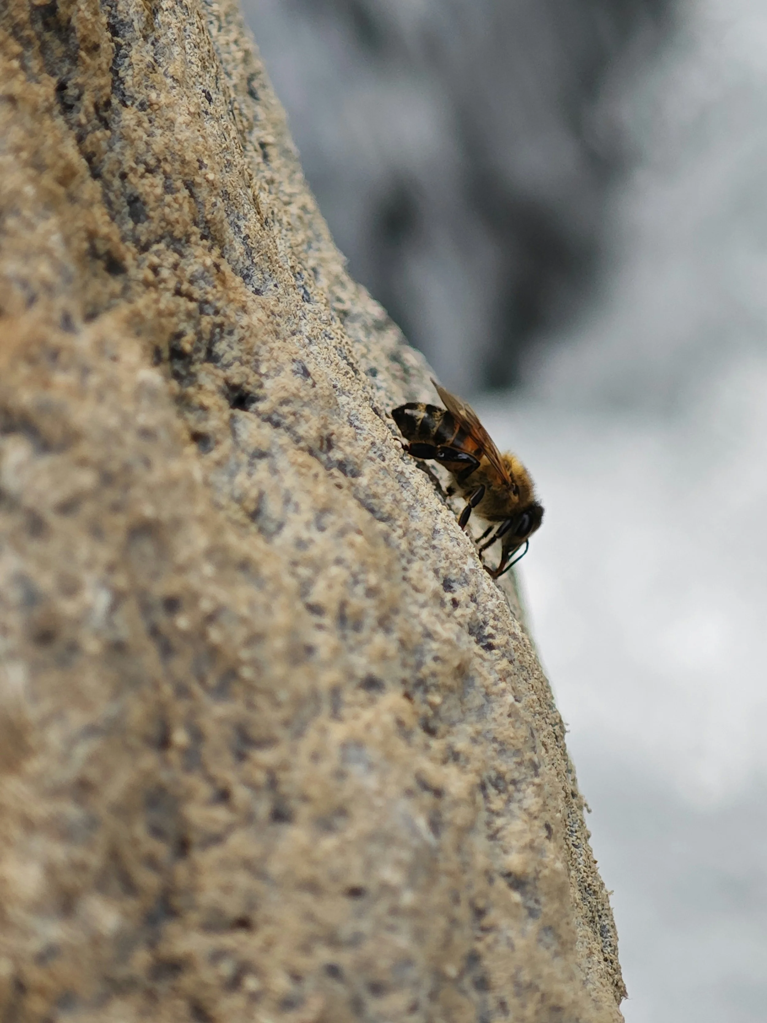 There’s Honey in the Rock