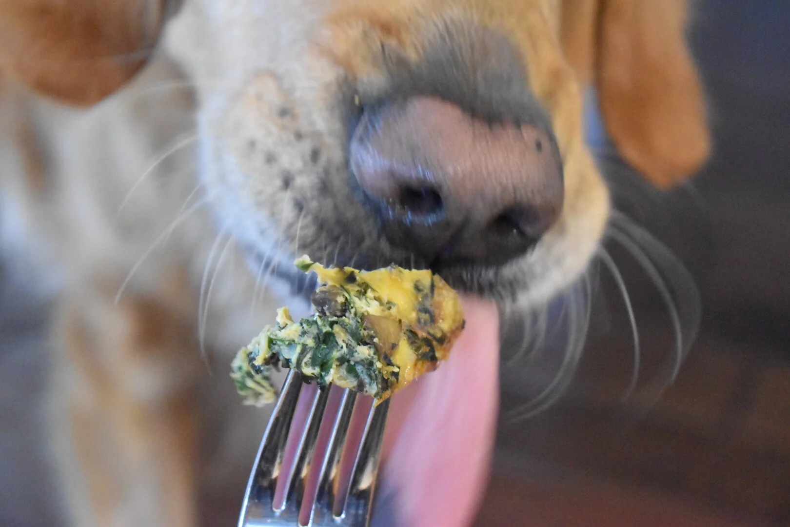 An Ode to Charles and One of His Favourite Foods: Frittata.