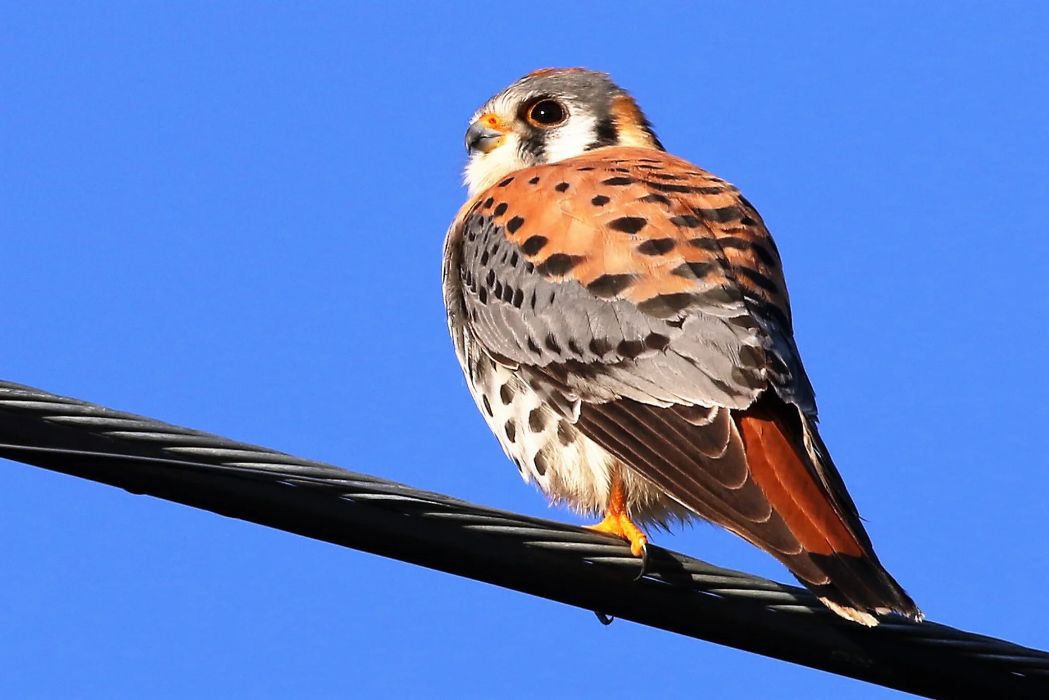 porter wildlife images-9425.jpg