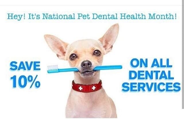 It's Finally February!! Have you scheduled your pets dental cleaning?  Give us a call 410-489-9410
#NationalPetDentalHealthMonth
#GotFriendsatWFAH