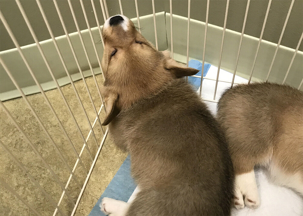 Choosing the Right Puppy