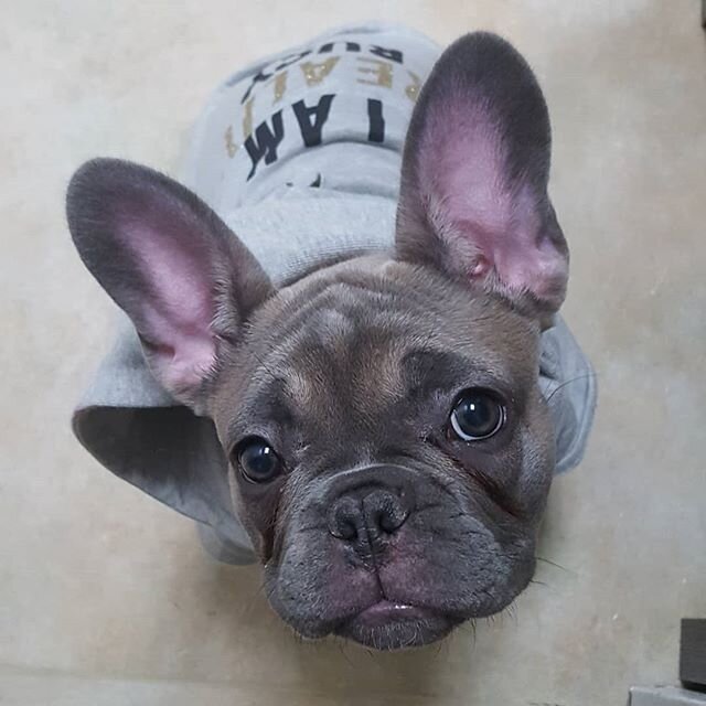 Would this face lie to you?? Nope, I can not a lie.  We will be open on Monday, Presidents Day, regular hours. 
#GotFriendsatWFAH #FrenchBulldog
#Puppies