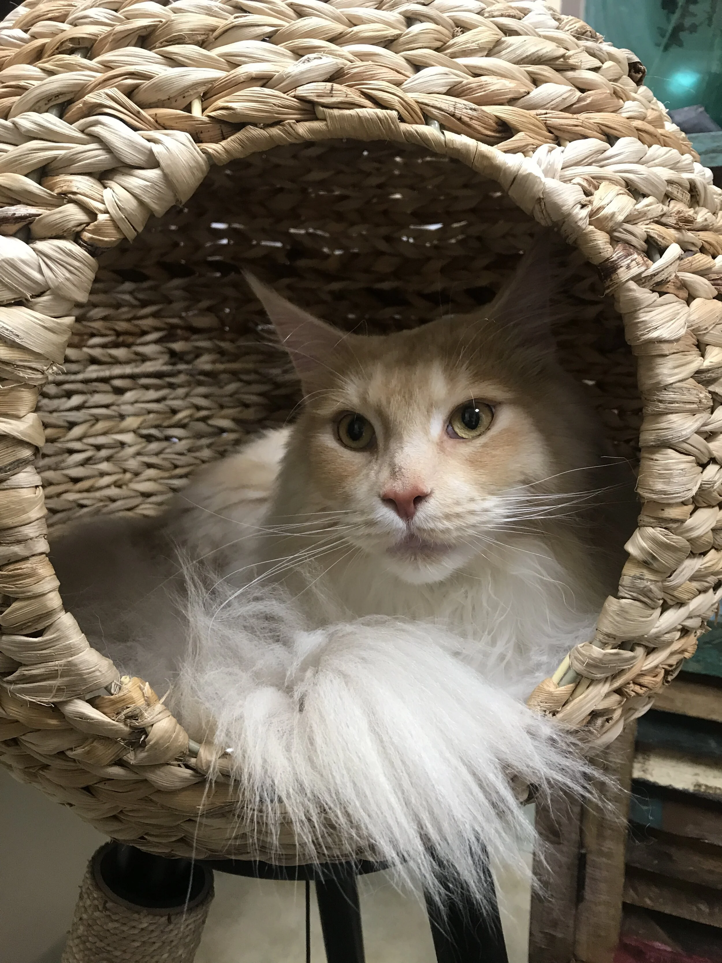 WFAH’s Policy on Declawing