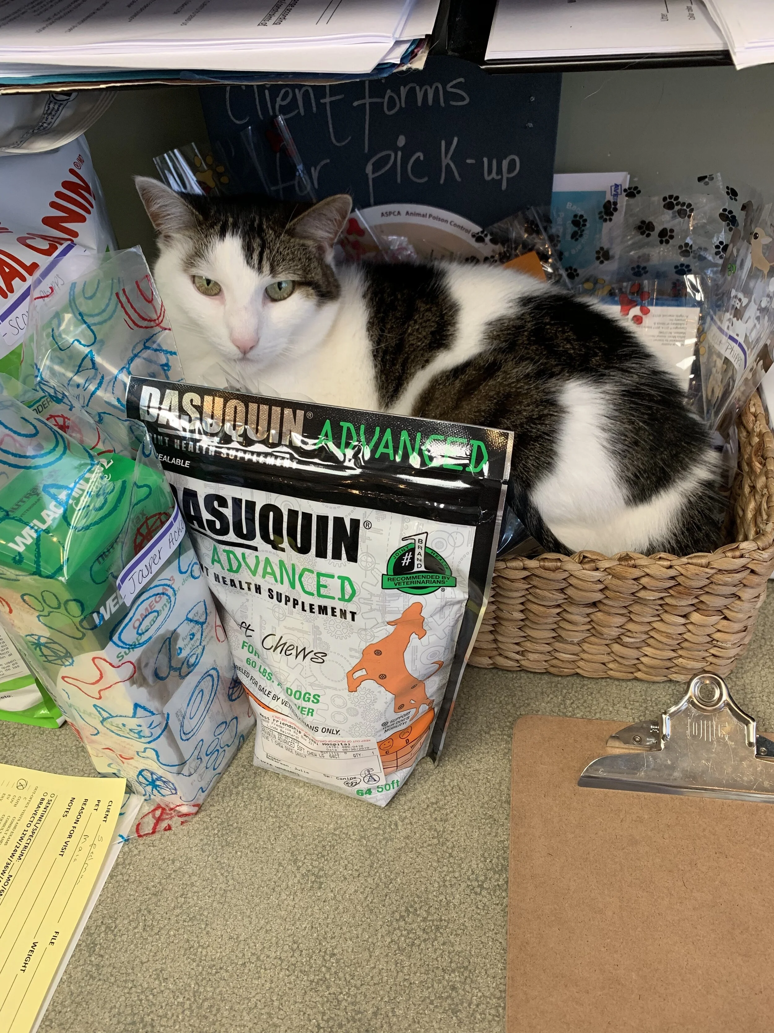 Current Dietary Recommendations