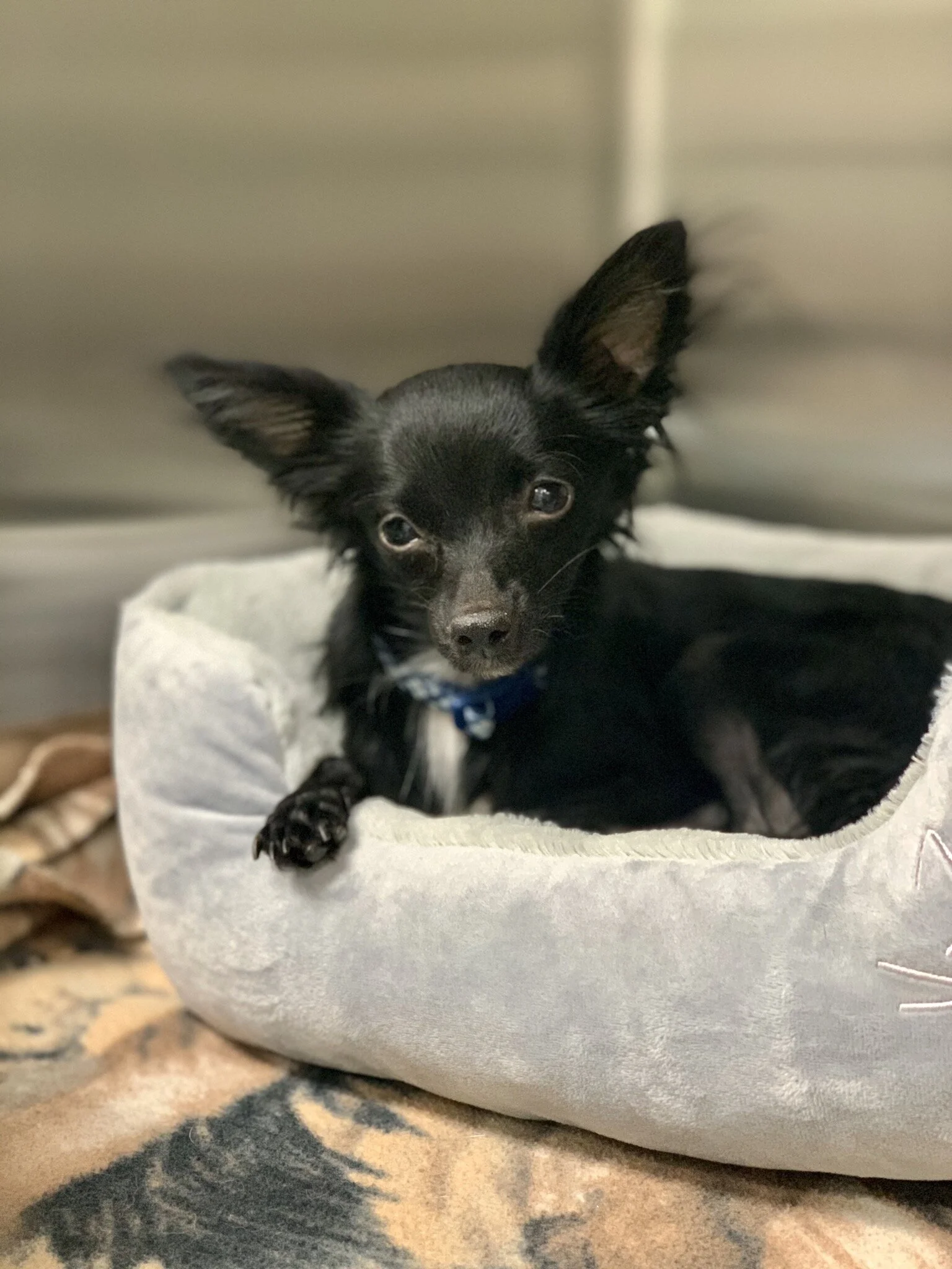 Delayed Spay and Neuter in Dogs