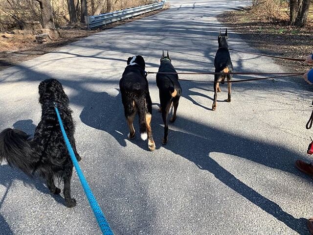 Today is National #WalkYourDog Day. Get out with your dog and enjoy the glorious sunshine!! Share your pics. 
#GotFriendsatWFAH