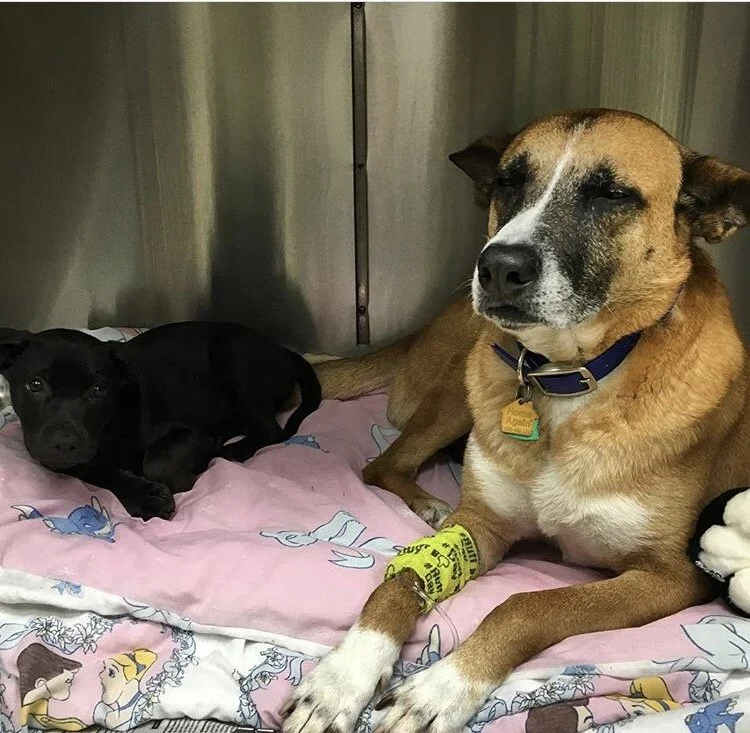 What Every Pet Owner Needs to Know About Canine lnfluenza 