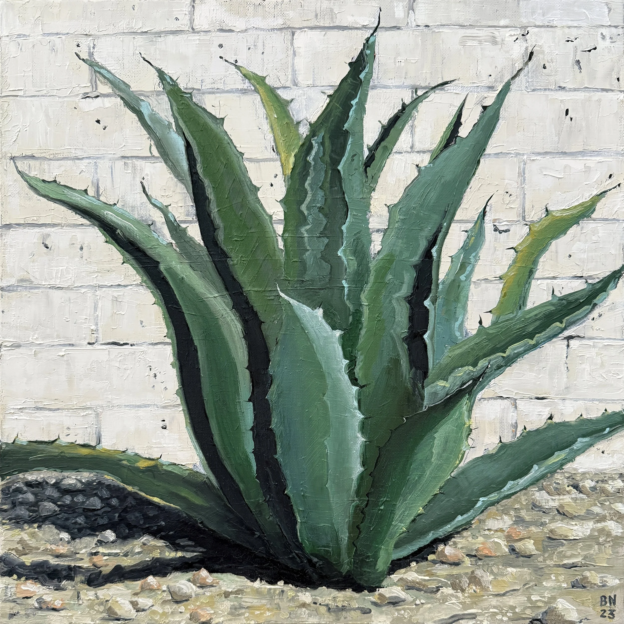 Blue Agave