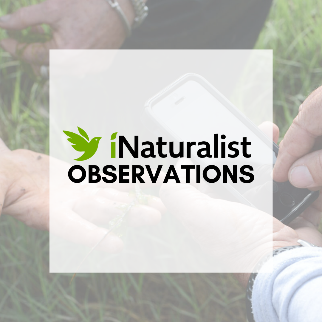 iNaturalist Observations