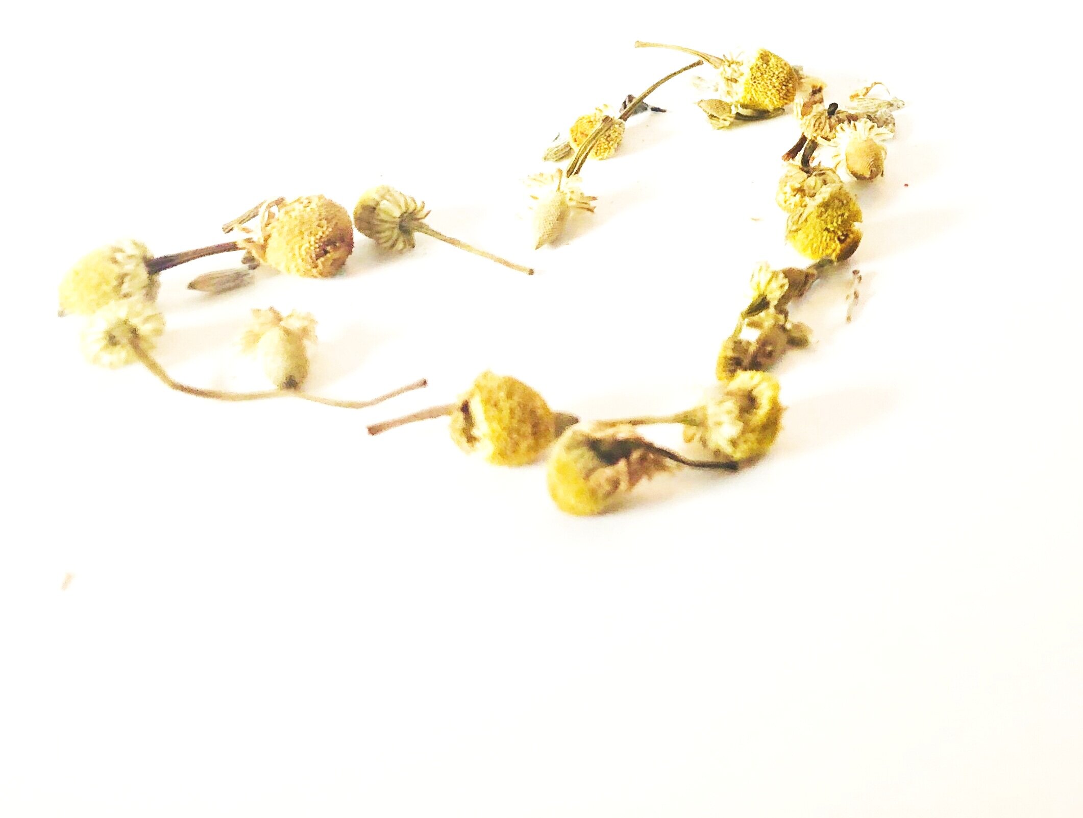 Dog Herbalist Earth's Middleman for Dogkind