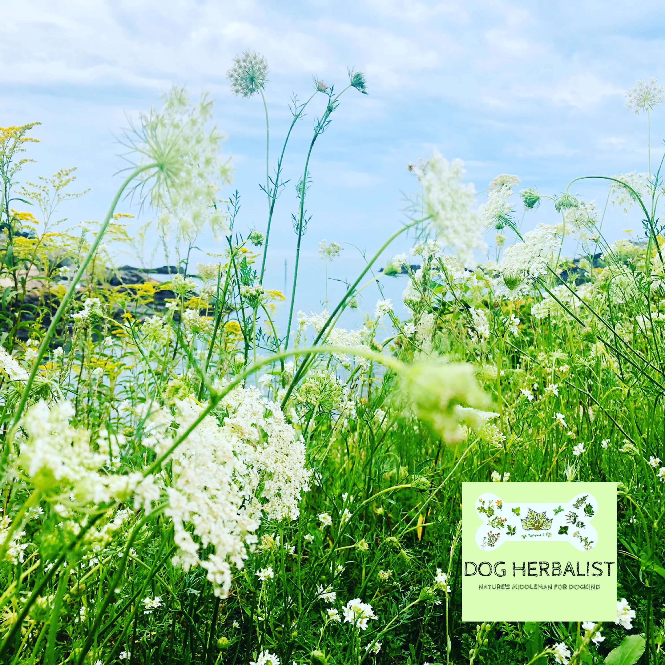 Dog Herbalist Earth's Middleman for Dogkind