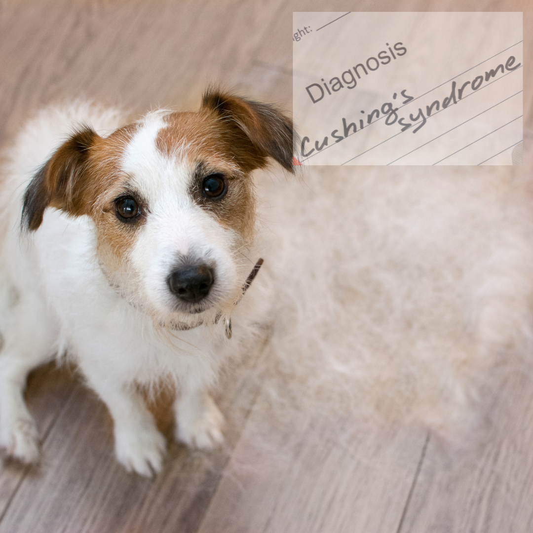 Cushing's in Dogs — Dog Herbalist Earth's Middlewoman for Dogkind