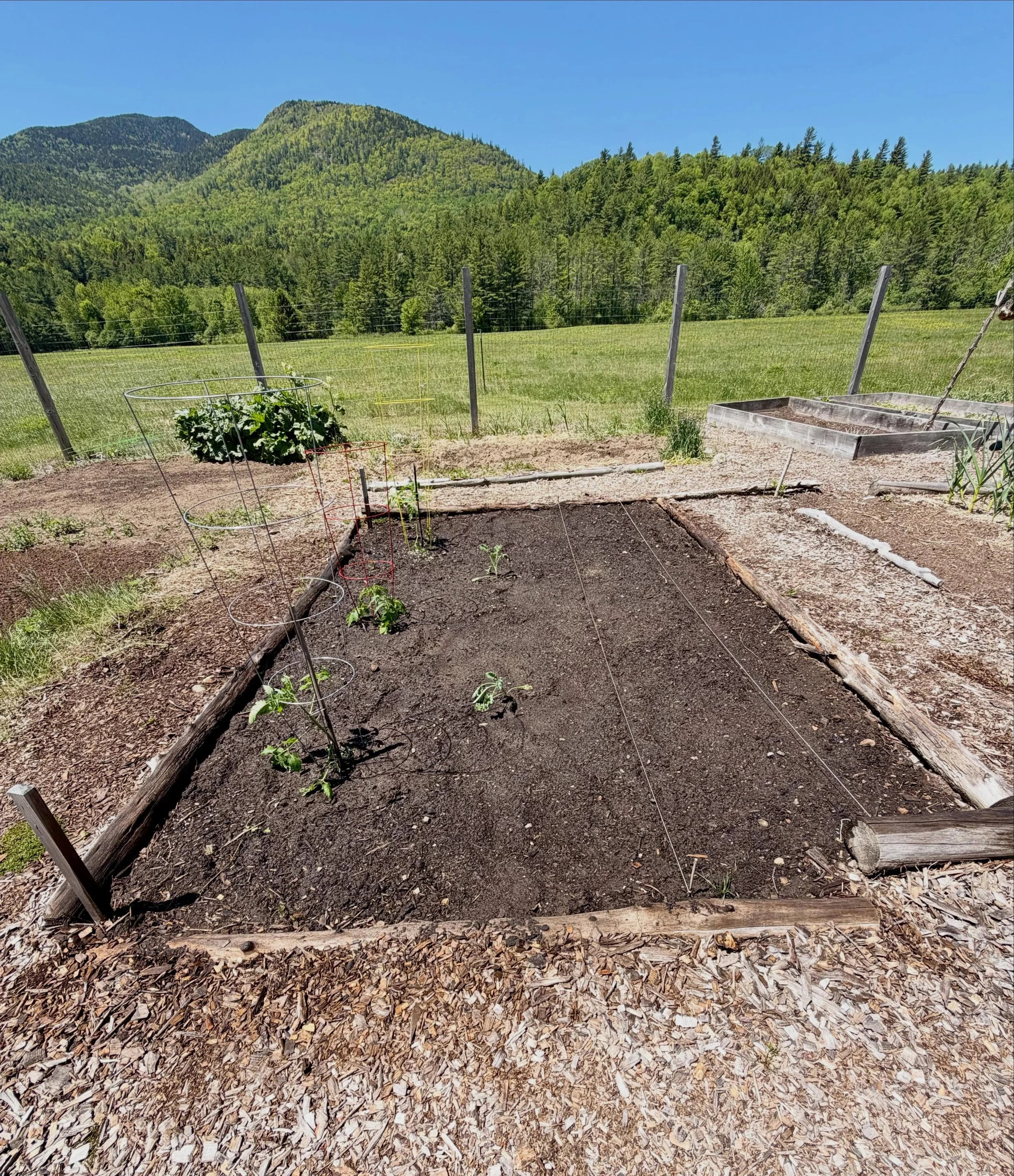 Today I planted my small plot in the Keene Community Garden.  #tomatoes #kale #carrots #zinnias  @adirondackhighpeaks #keenevalley