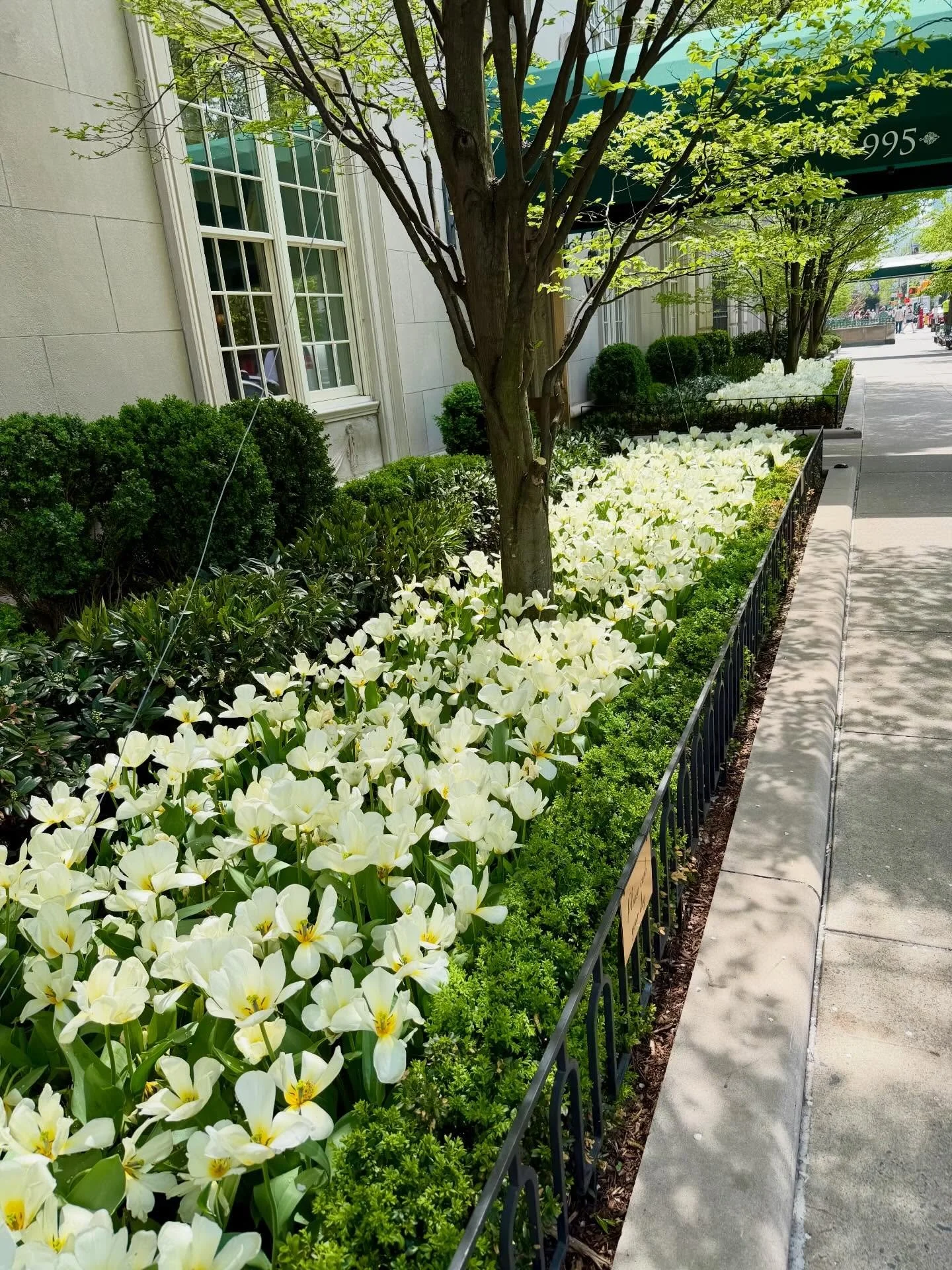 Spring in Manhattan @newyorkcity.explore #spring #flowers