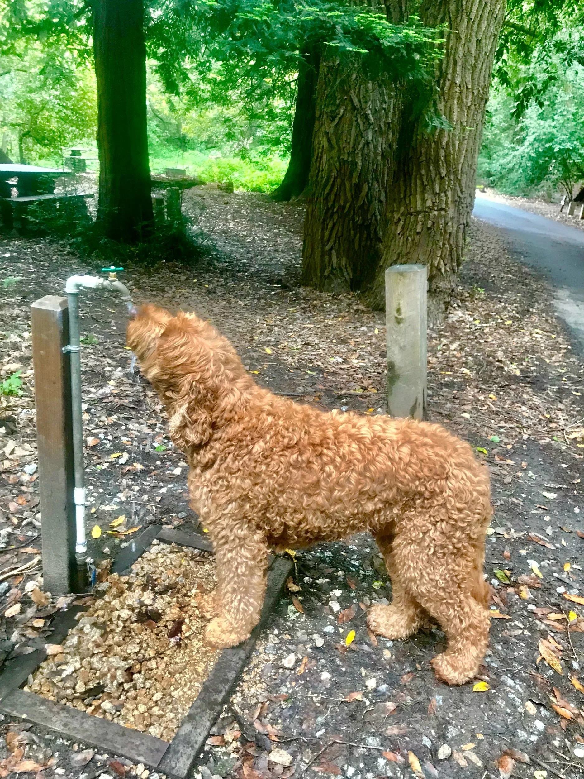 Koufax Memories - Strange Water